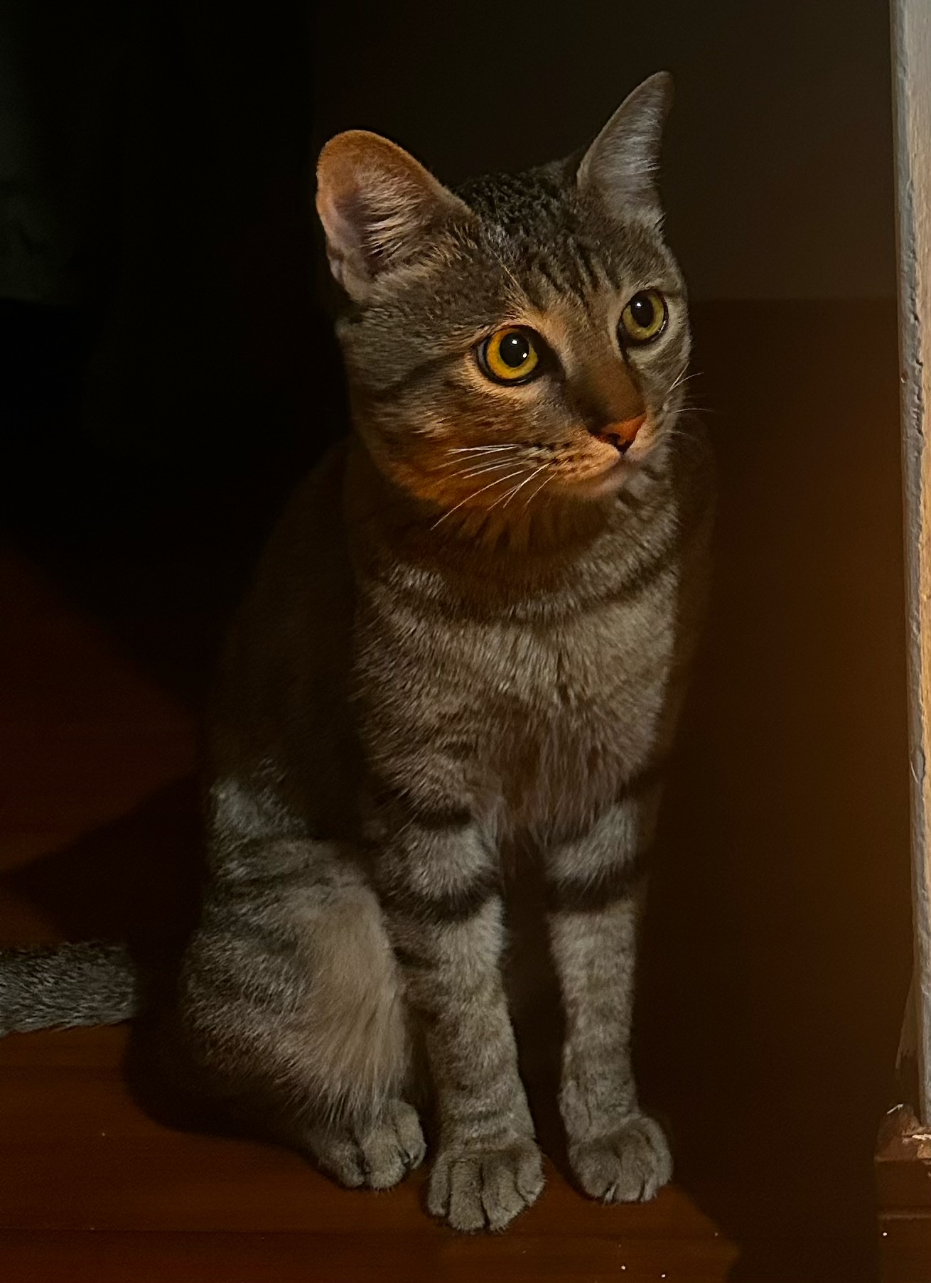 SOS Cat 吉祥物